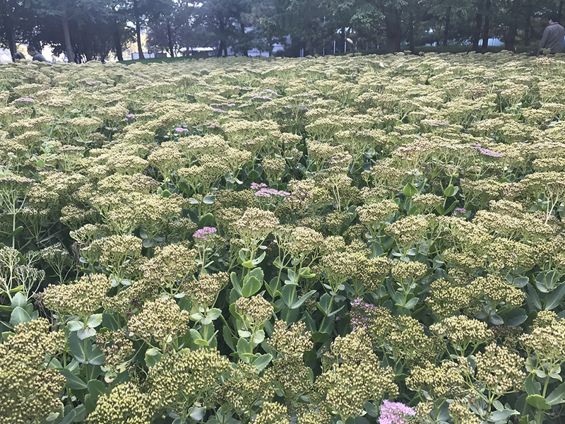 一加3拍照对比 色彩丰富不输iPhone 7_沙发管