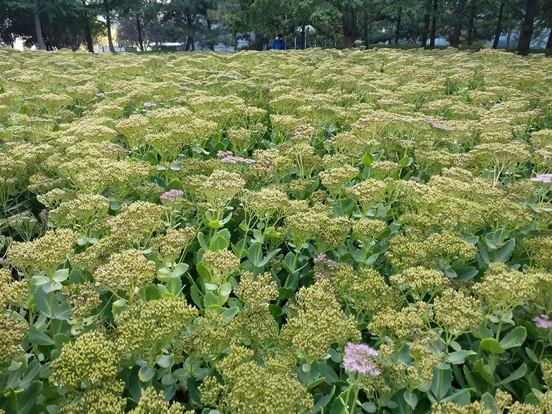 一加3拍照对比 色彩丰富不输iPhone 7_沙发管