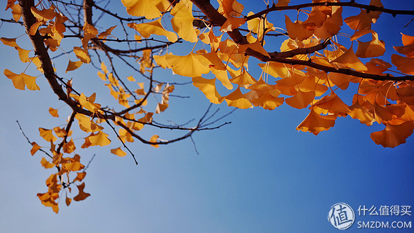 随心而拍的便携机皇--Ricoh 宾得 理光GR2 一年